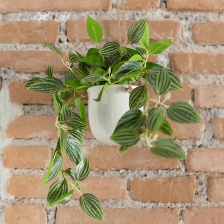 Pensjonat White Ostilia Rzym